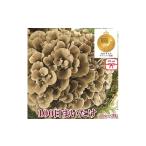 fu.... налог овощи вид .. . Gunma префектура Yoshioka блок. . имеется 100 день ....500g×2 АО 1429424