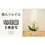 花 大輪 花数13輪以上 胡蝶蘭 1本立て