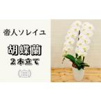 花 大輪 花数26輪以上 胡蝶蘭 2本立て