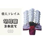 花 大輪 花数38輪以上 胡蝶蘭 3本立て