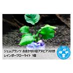花 苗木 ジェムプランツ おまかせ小型アヌビアス付き
