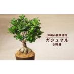 苗木 沖縄の観葉植物 観葉植物 ガジュマル