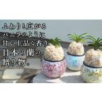 花 D087 日本の蘭 富貴蘭 風蘭 キラキラガラス入り