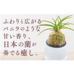花 D088 日本の蘭 富貴蘭 風蘭 黒筒陶器鉢