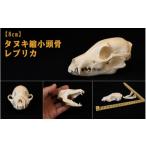 インテリア 縮小 頭骨 レプリカ タヌキ 8cn