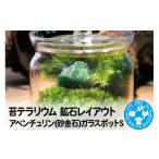 花 苗木 苔テラリウム 鉱石レイアウト アベンチュリン