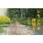 花 苗木 植物 レモン トゲ無し 鉢植え レモンの木