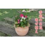 花 苗木 植物 寄植え 季節のお花 寄せ植え つぼ丸型