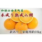 ふるさと納税 みかん・柑橘類 和歌山県 紀美野町  産直 和歌山由良町産の木成り熟成八朔訳ありご家庭用約10kg（サイズ混合） 2026年3月中旬〜2026年4月中旬頃…