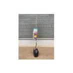 �ӂ邳�Ɣ[�� �G�݁E���p�i �c�� ��錧 �����݂�����s �I�E�ۂ낽��c�؁@1�{_ �c�� �I ���� �N�� �ۂ낽�� �c �ږؕc �Ȃ� �a�� �����₷�� ���t�ʎ� ���| �c