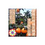 ショッピング甘平 ふるさと納税 みかん・柑橘類 愛媛県 八幡浜市  発送月固定定期便 愛咲果樹園「愛媛の柑橘定期便」(12月と2月)全2回 D71-17 4002837