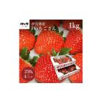 ショッピングふるさと納税 いちご ふるさと納税 いちご 佐賀県 伊万里市 伊万里産「いちごさん」 250g×4 パック 〜鶴田農園〜 046-B832