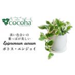 花 苗木 もっとも美しいポトスの進化型 ポトス