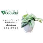 花 苗木 シルバーグリーンの斑模様が美しい