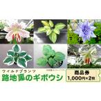 fu.... налог Event . билет и т.п. Ibaraki префектура . видеть блок 53-01 [. земля обратная сторона. хоста ] товар талон 2,000 иен минут растения редкий товар вид суккулентное растение использование талон использование билет Ibaraki префектура . видеть блок...