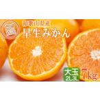 早生みかん 約7kg