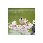 織物 繊維品 アートパネル すずめ フォトグラファー
