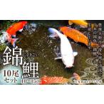 生き物 164-906 指定日必須 rk-koi産