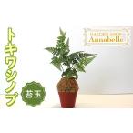 花 苗木 盆栽 FKK19-659 トキワシノブ