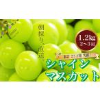 ショッピングふるさと納税 先行予約 ふるさと納税 山梨県 富士川町 【先行予約】2024年発送分 シャインマスカット 約1.1〜1.2kg（2〜3房） フルーツ 山梨県産 果物 シャイン マスカット ぶどう ブ…