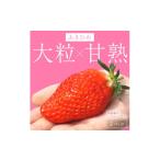 ふるさと納税 いちご 京都府 京丹後市 京丹後産いちご章姫 農園直送便 新鮮大粒いちご 2パック ギフト箱入り/北畿水産 HK00159