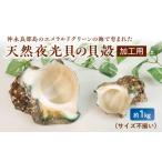 沖永良部島の天然夜光貝の貝殻 加工用 1kg