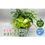 花 幸せを運ぶ観葉植物のおまかせ寄せ植え