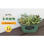 花 苗木 多肉植物の寄せ植え 多肉植物 おしゃれ