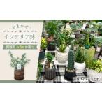 花 苗木 6回定期便 おまかせ そのまま飾れる