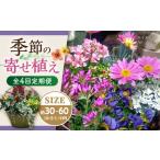 花 苗木 4回定期便 おまかせ 季節の寄せ植え