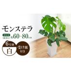 花 苗木 観葉植物 モンステラ スクエア 陶器鉢植え