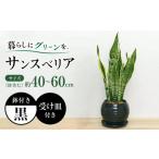 花 苗木 観葉植物 サンスベリア ボール型 陶器鉢