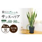 花 苗木 観葉植物 サンスベリア 6号 セラート鉢植え