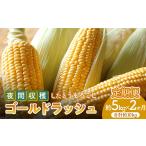 とうもろこし 2027年 定期便 夜間収穫したとうもろこし
