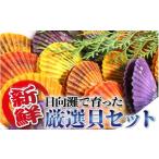 魚貝類 貝類Bセット N014-YZB915
