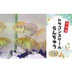 生き物 ドラゴンスケールらんちゅう 5匹セット
