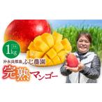 ショッピングふるさと納税 マンゴー ふるさと納税 マンゴー 鹿児島県 知名町  2026年先行予約 ふじ農園の完熟マンゴー 1kg　C031-001