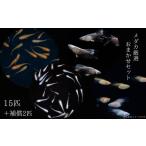 生き物 メダカ厳選おまかせセット メダカ