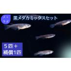 生き物 黒メダカミックスセット メダカ めだか
