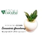 苗木 マイナスイオン発生植物 サンセベリア