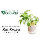 花 苗木 葉に切れ込みが入ったモンステラの小型品種