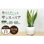 花 苗木 観葉植物 サンスベリア ボール型 陶器鉢