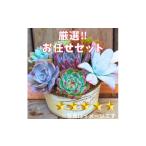 花 苗木 731 厳選株 農場直送 多肉植物エケベリア