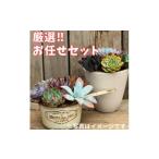 花 苗木 730. 厳選株 農場直送 多肉植物エケベリア