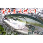 旬の鮮魚等 室戸産天然ぶりまるごと1匹