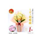 花 ミディ胡蝶蘭 鉢サイズ4寸 2本立て