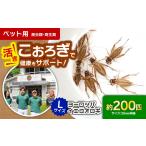 生き物 コオロギ 毎週土曜日お届け 活きヨーロッパイエコオ…
