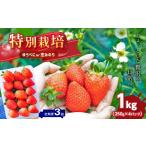 いちご 定期便 3回 特別栽培 約 1kg