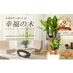 花 苗木 4月上旬~ 幸福の木 6号 カラーポット