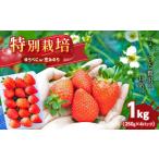 いちご 予定 特別栽培 1kg